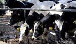 国产牛牛,探寻中国牛肉产业的崛起之路